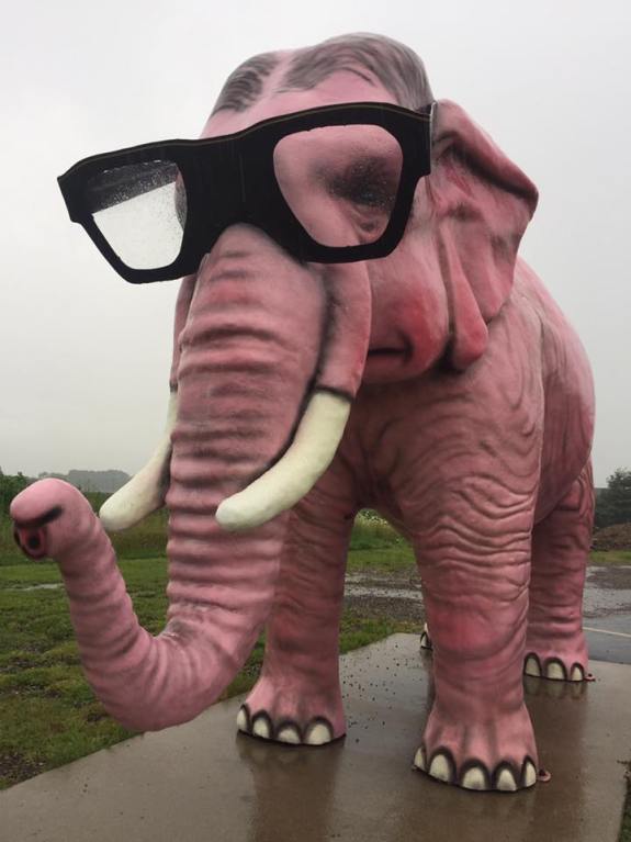 Pink Elephant Wisconsin
